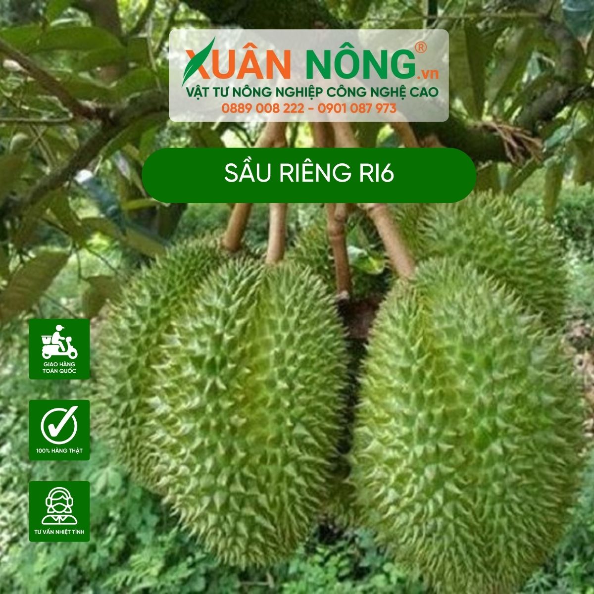 sau-rieng-ri6-gia-bao-nhieu