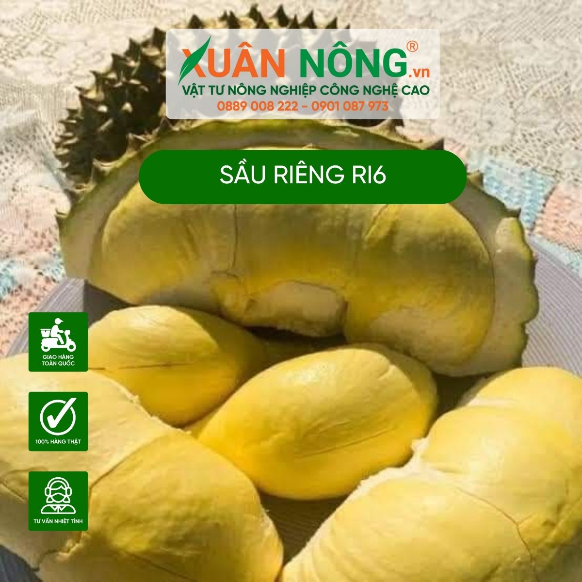 sau-rieng-ri6 1