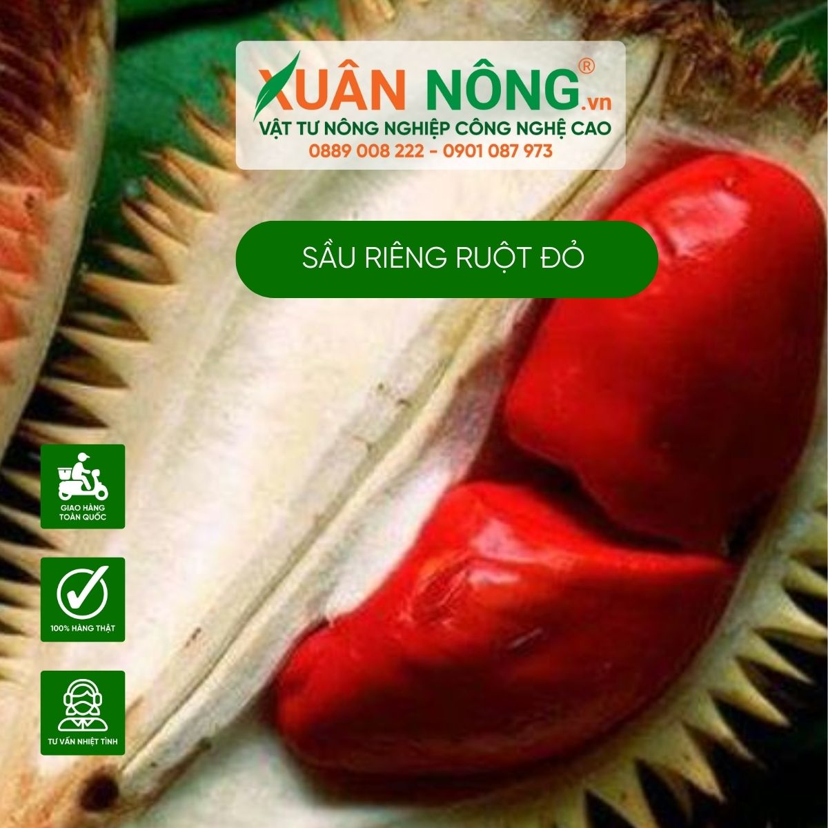 sau-rieng-ruot-do-gia-bao-nhieu