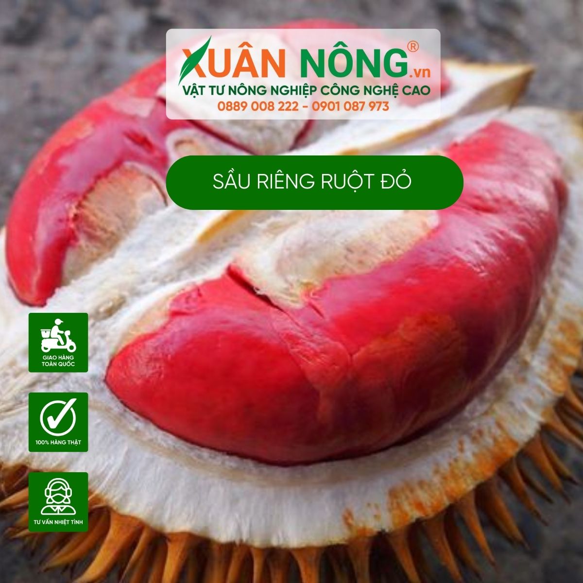 sau-rieng-ruot-do-la-sau-rieng-gi