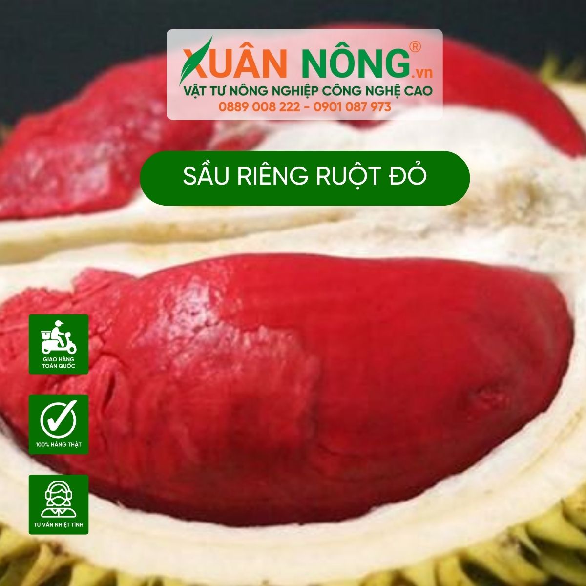 sau-rieng-ruot-do