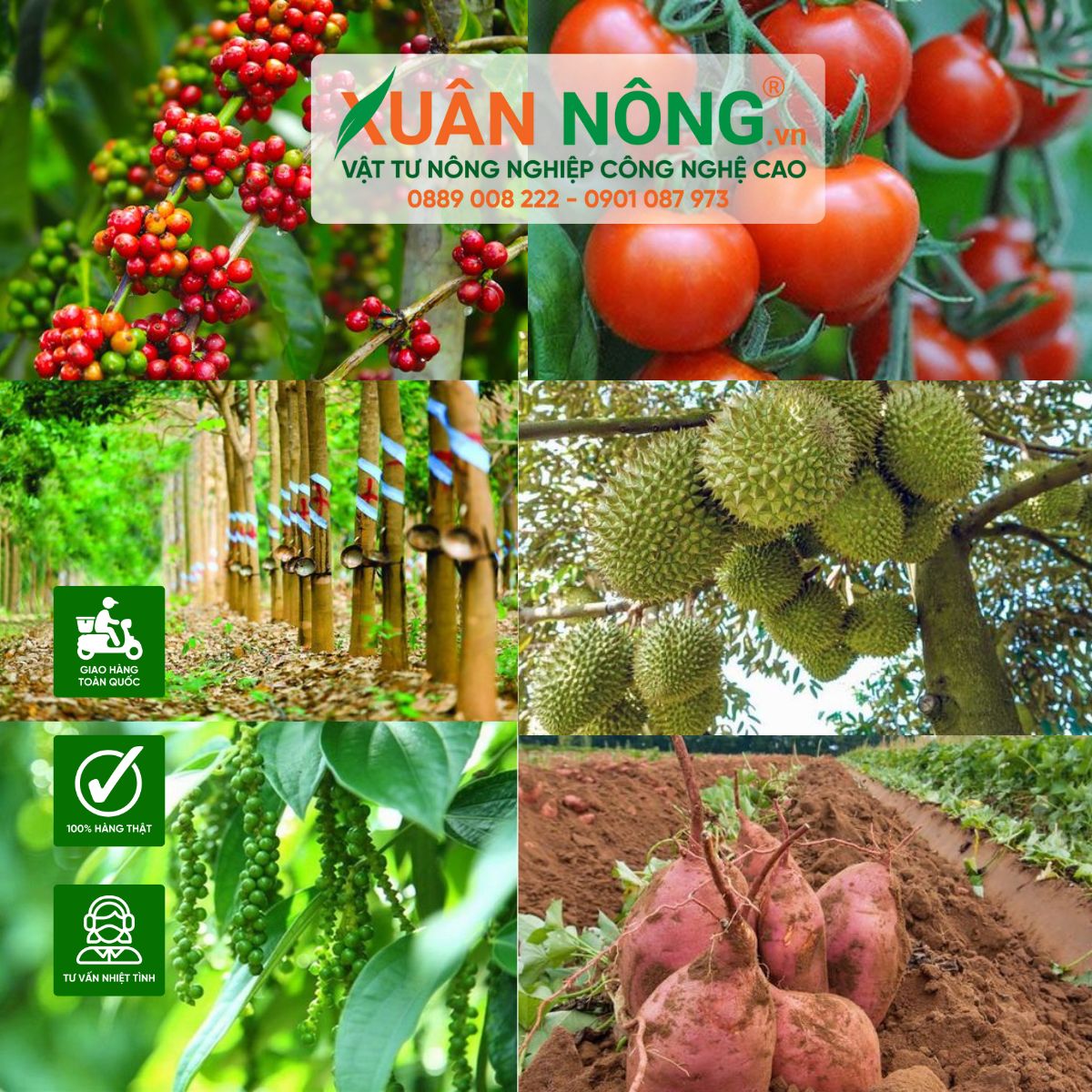 sau-rieng-tang-truong-nhanh