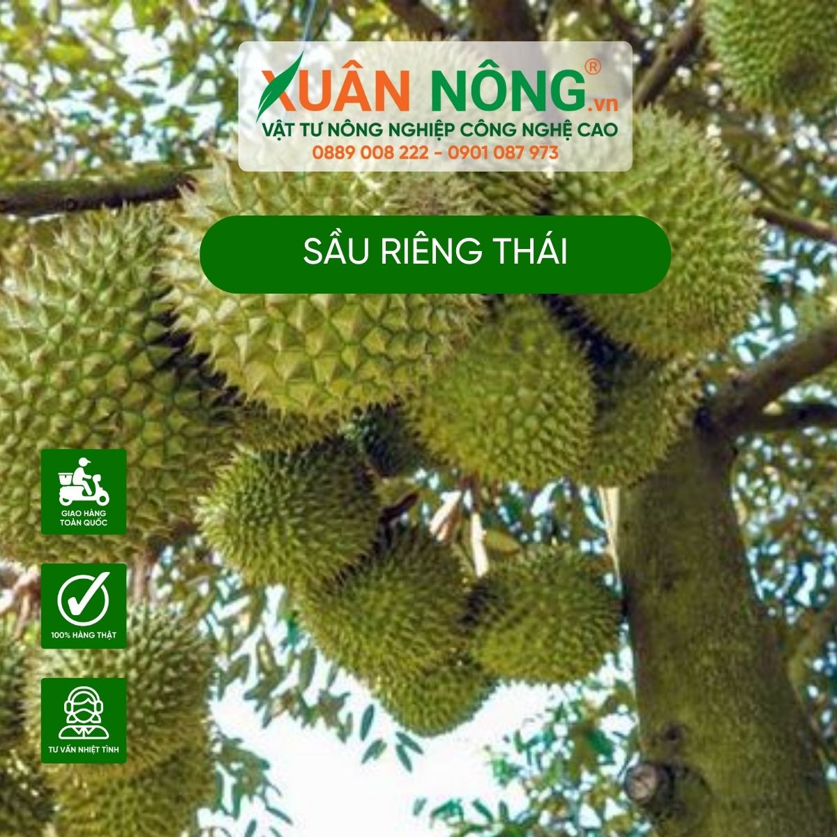 sau-rieng-thai-nguon-goc