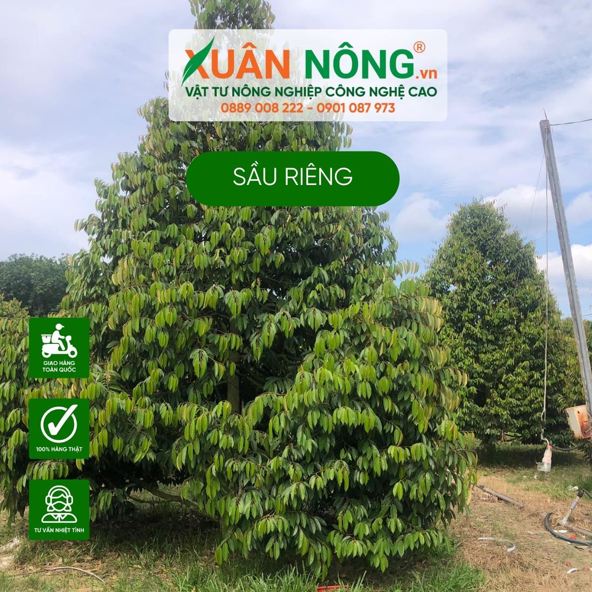 sau-rieng-trong-1-ha-bao-nhieu-tien