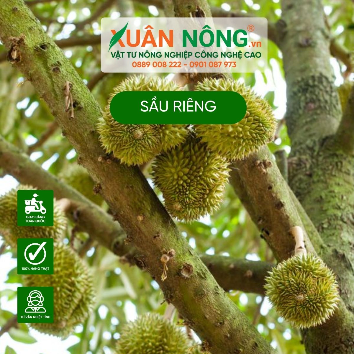 sau-rieng-trong-dung-cach