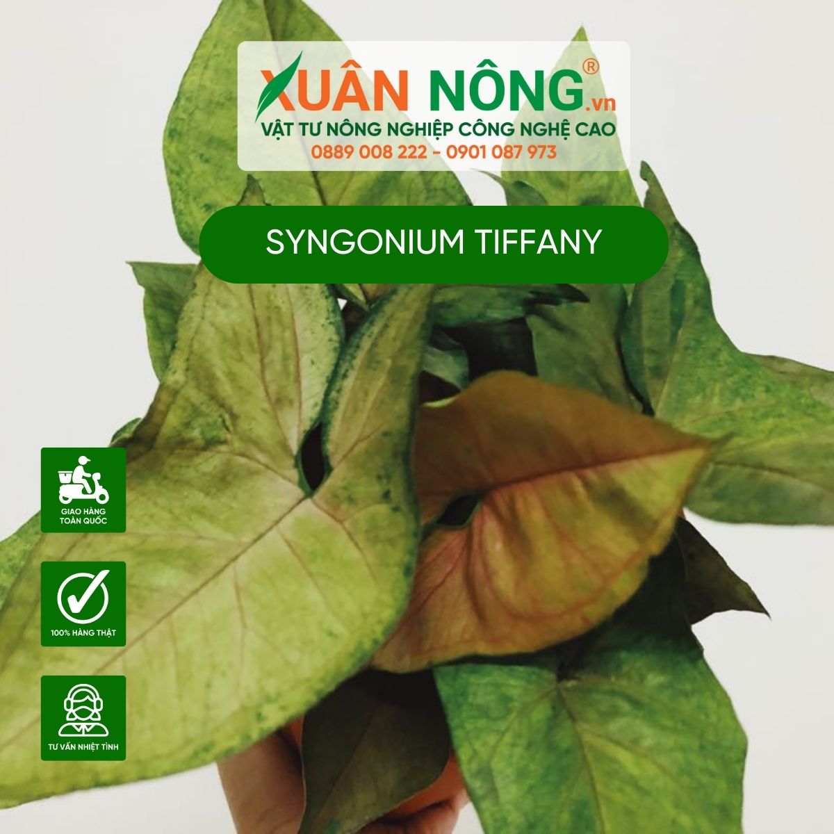 syngonium-tiffany-1