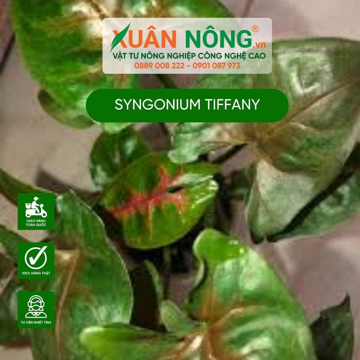 syngonium-tiffany-2