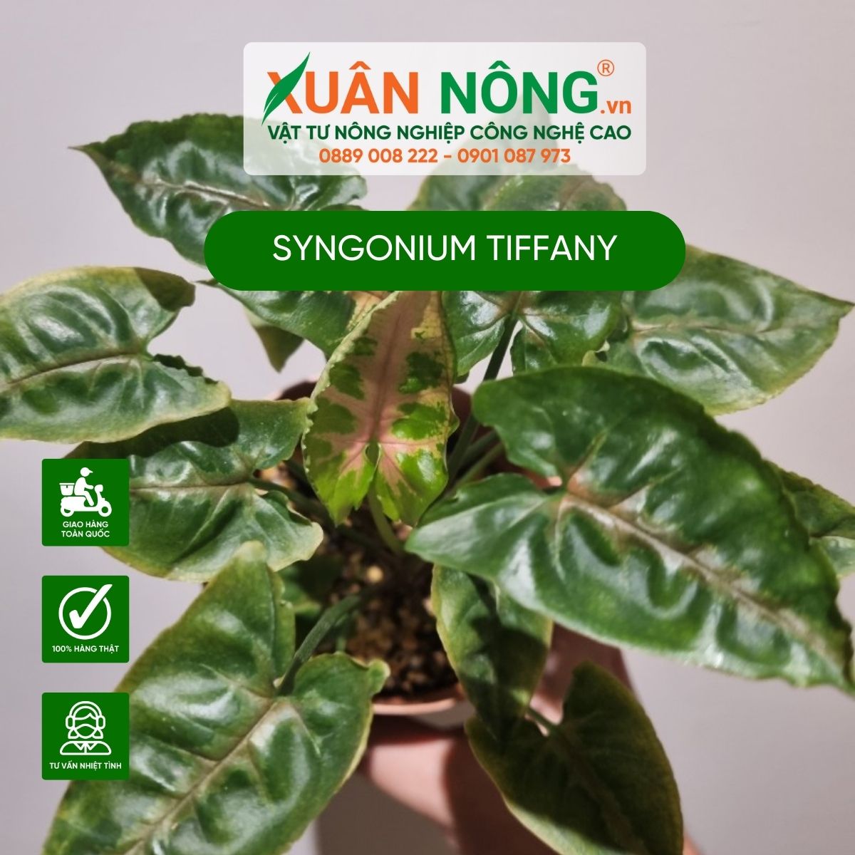 syngonium-tiffany-3