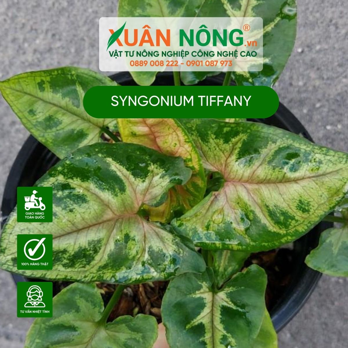 syngonium-tiffany-4