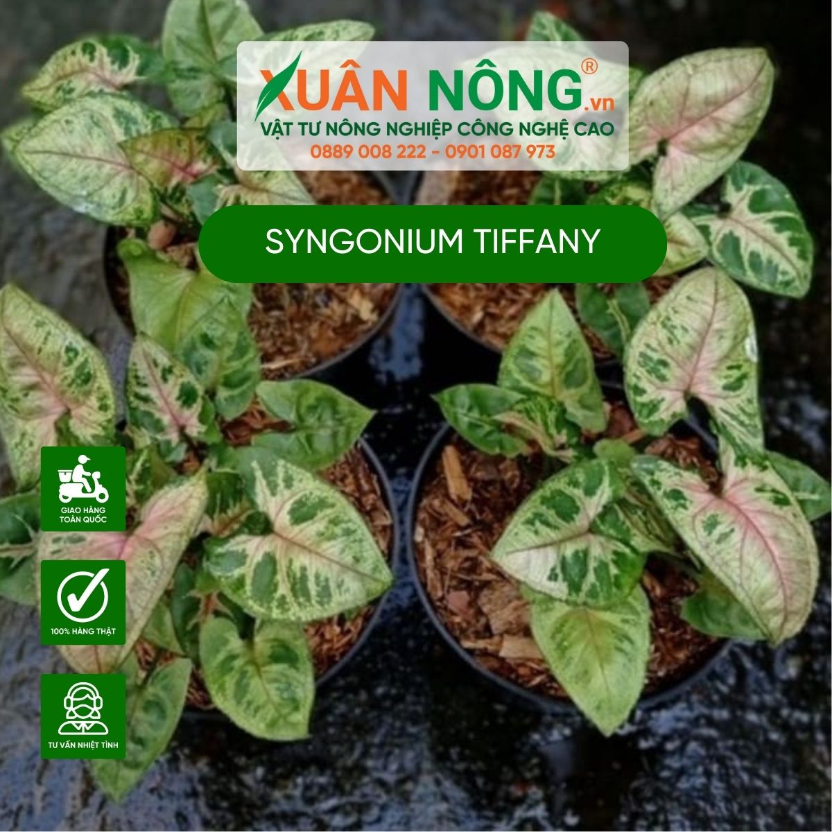 syngonium-tiffany