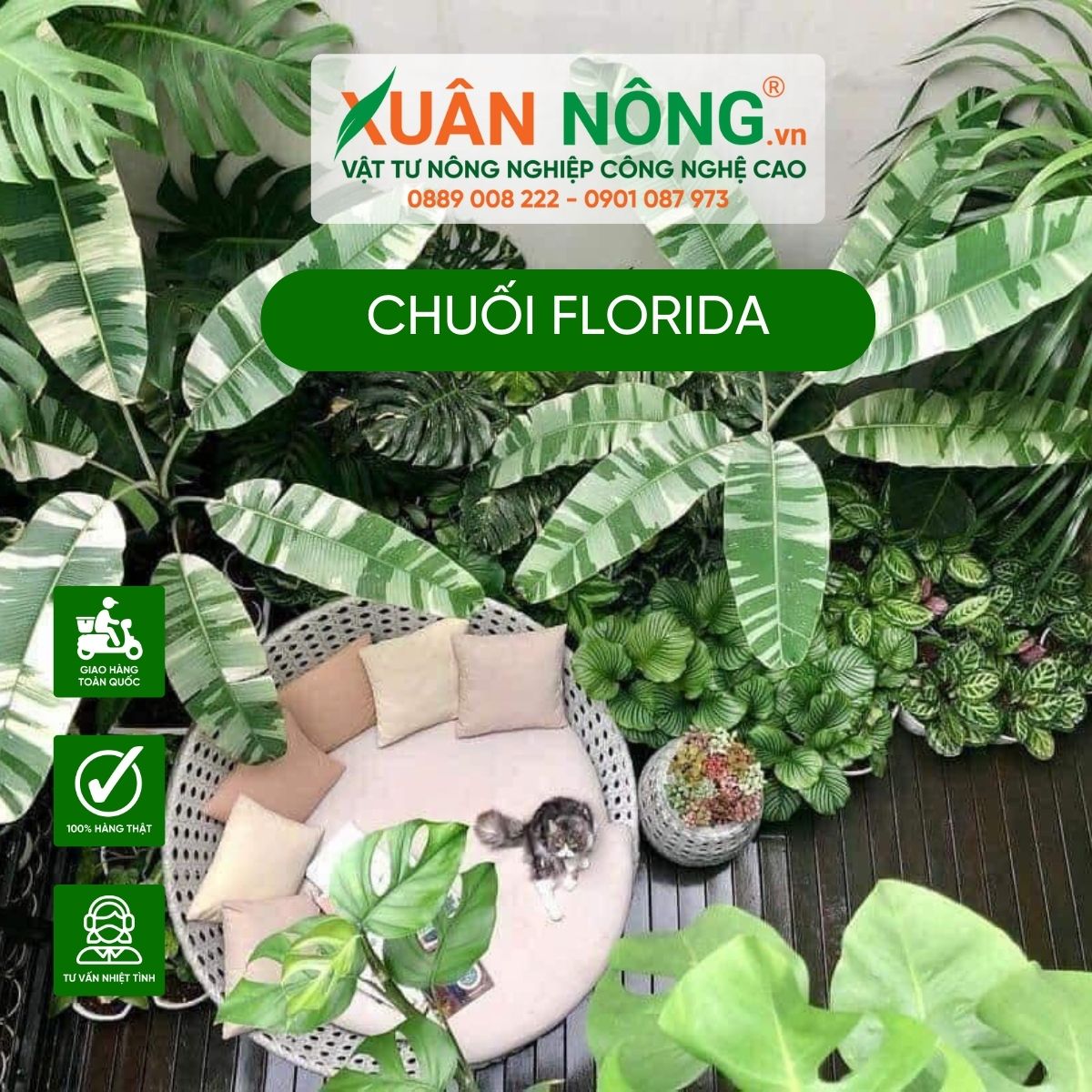 trang-tri-chuoi-Florida