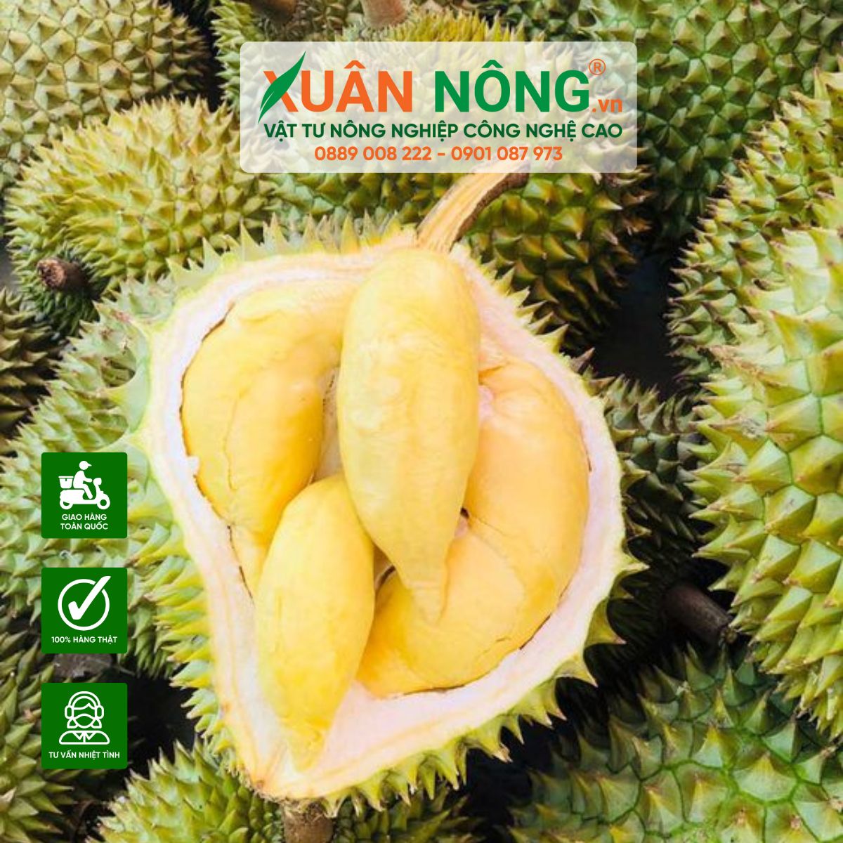 trong-sau-rieng