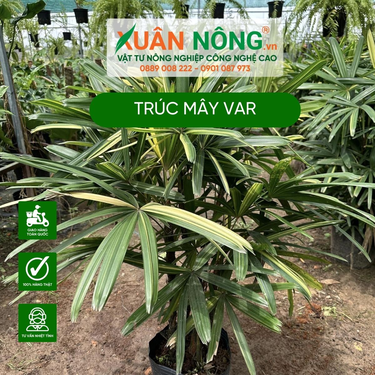 truc-may-var