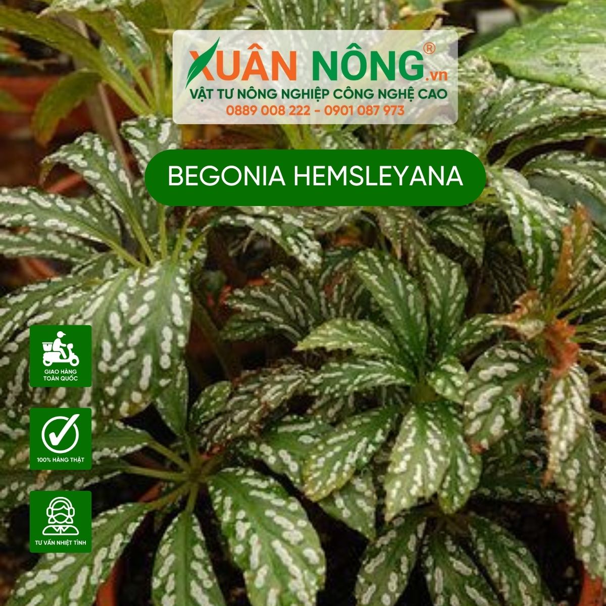 y-nghia-phong-thuy-Begonia-hemsleyana