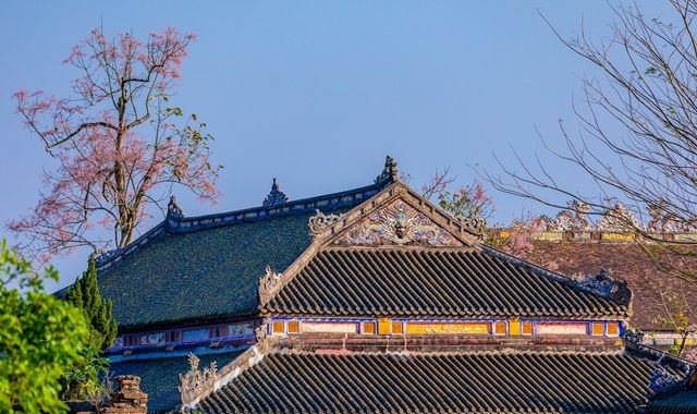 Cây Ngô đồng - Nét đẹp hoàng gia của Huế