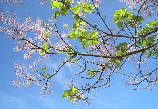 Cây ngô đồng trong cố đô Huế