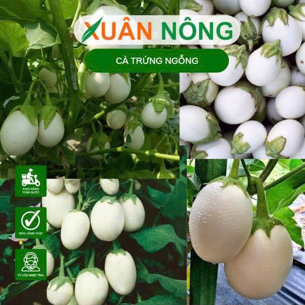 Ca-trung-ngong.3