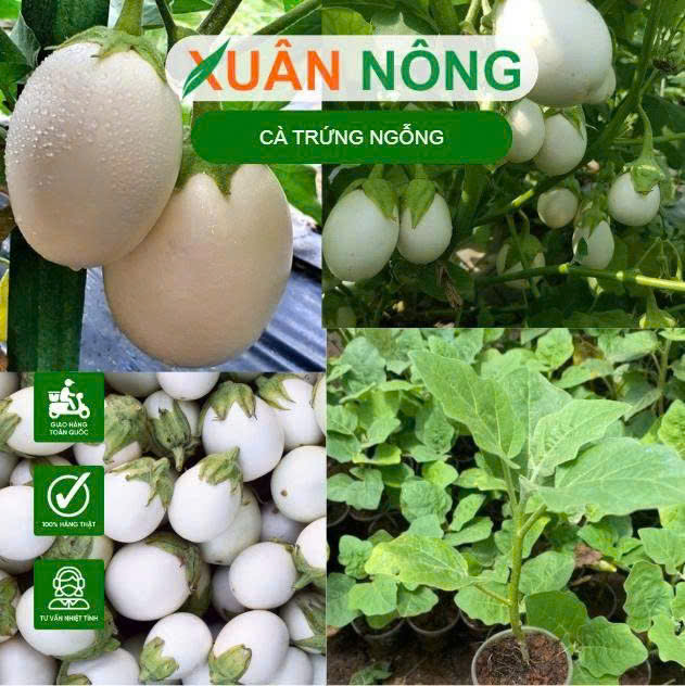 Ca-trung-ngong