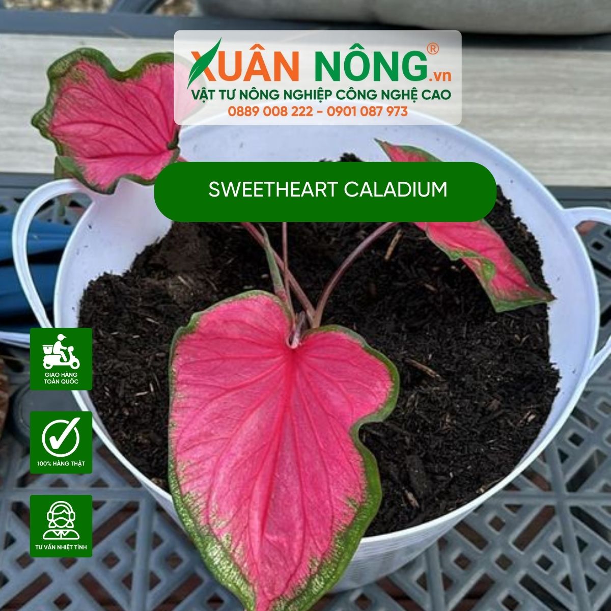 Cac-dac-diem-Sweetheart-Caladium 