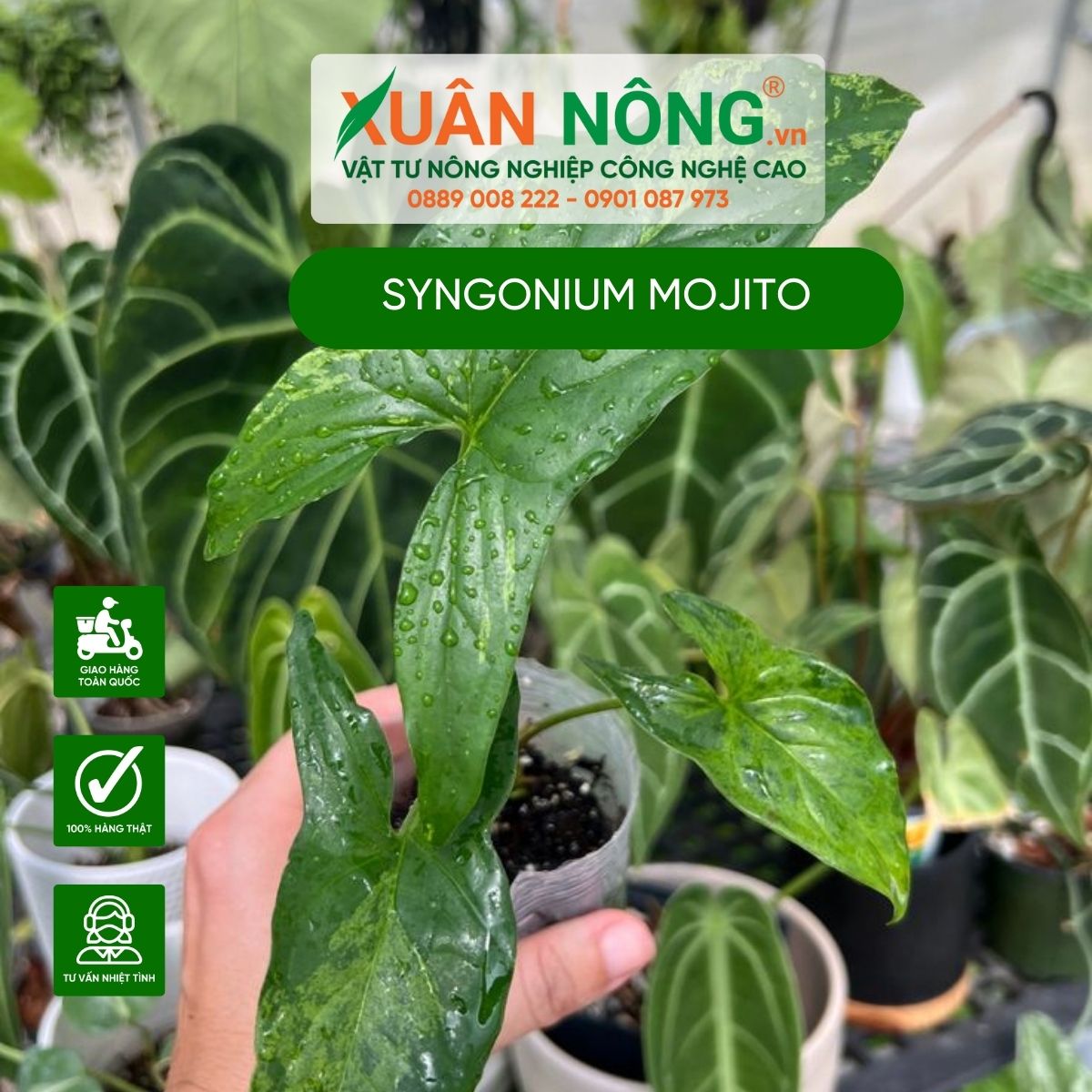 Cac-dac-diem-Syngonium-Mojito