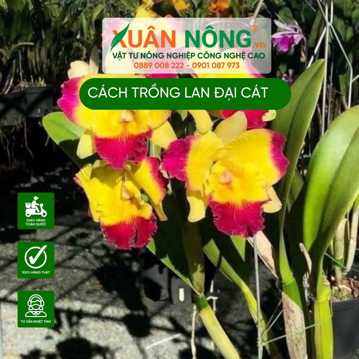 Cac-loai-lan-dai-cat