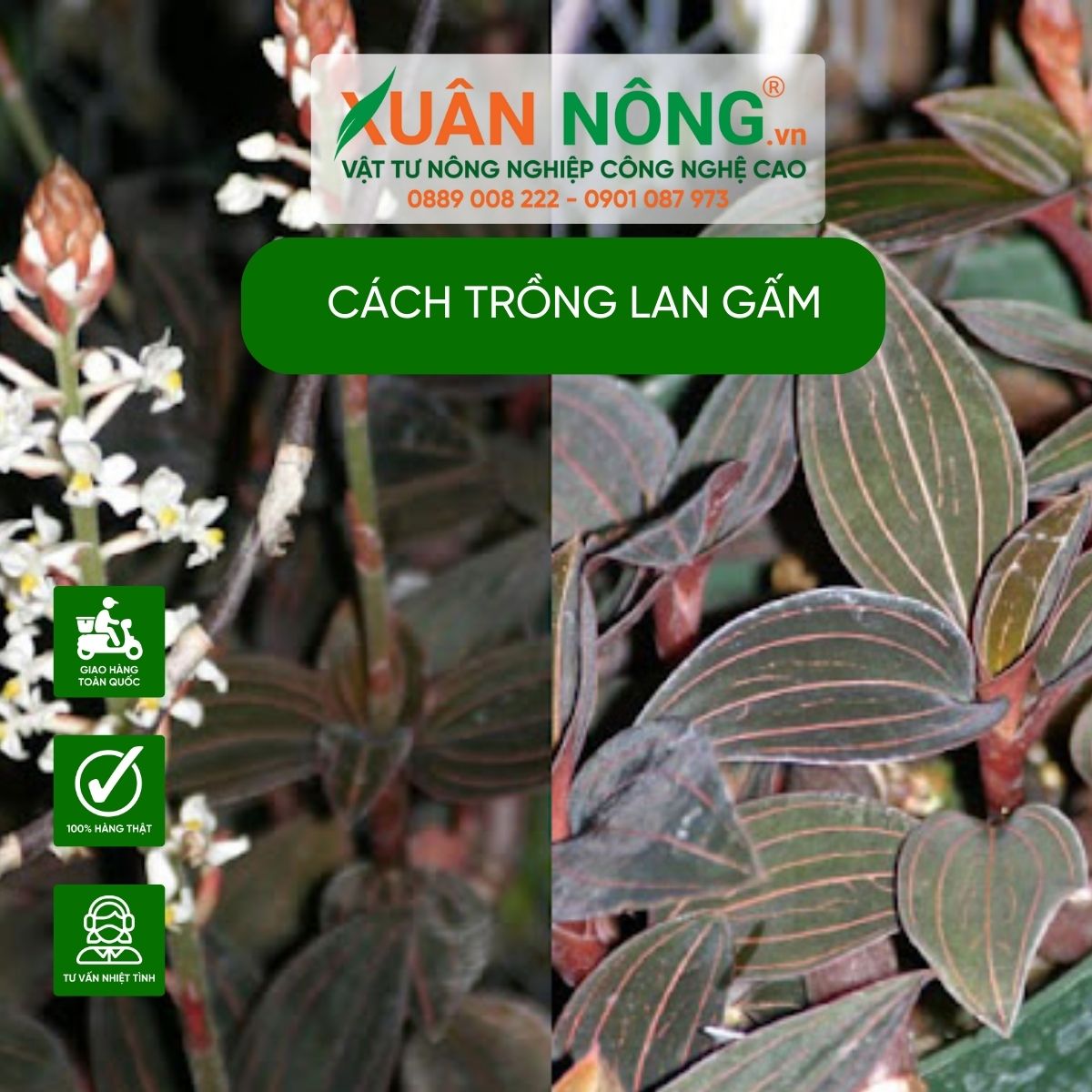 Cac-loai-lan-gam