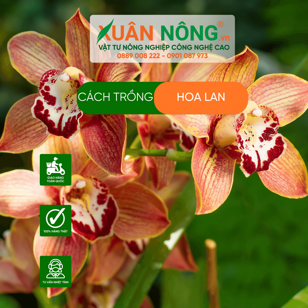 Cach- trong-hoa-lan