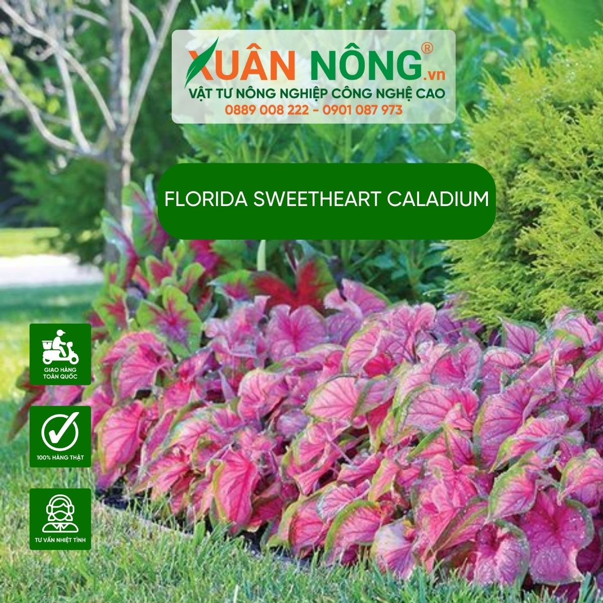 Cach-trang-tri-Florida-Sweetheart-Caladium 