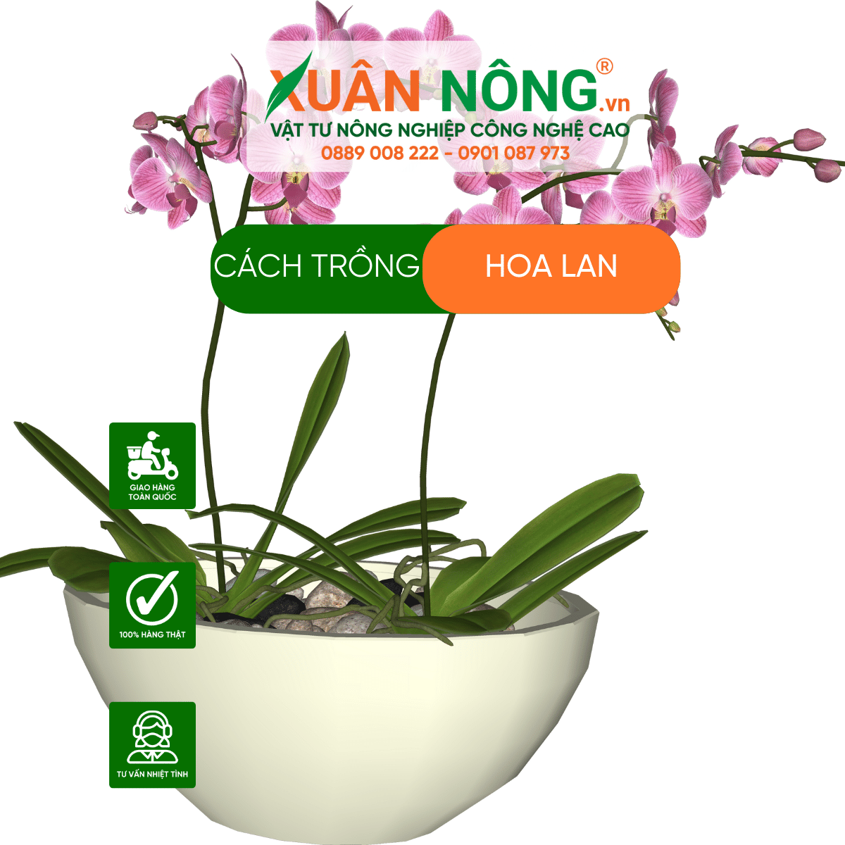 Cach-trong-hoa-lan 