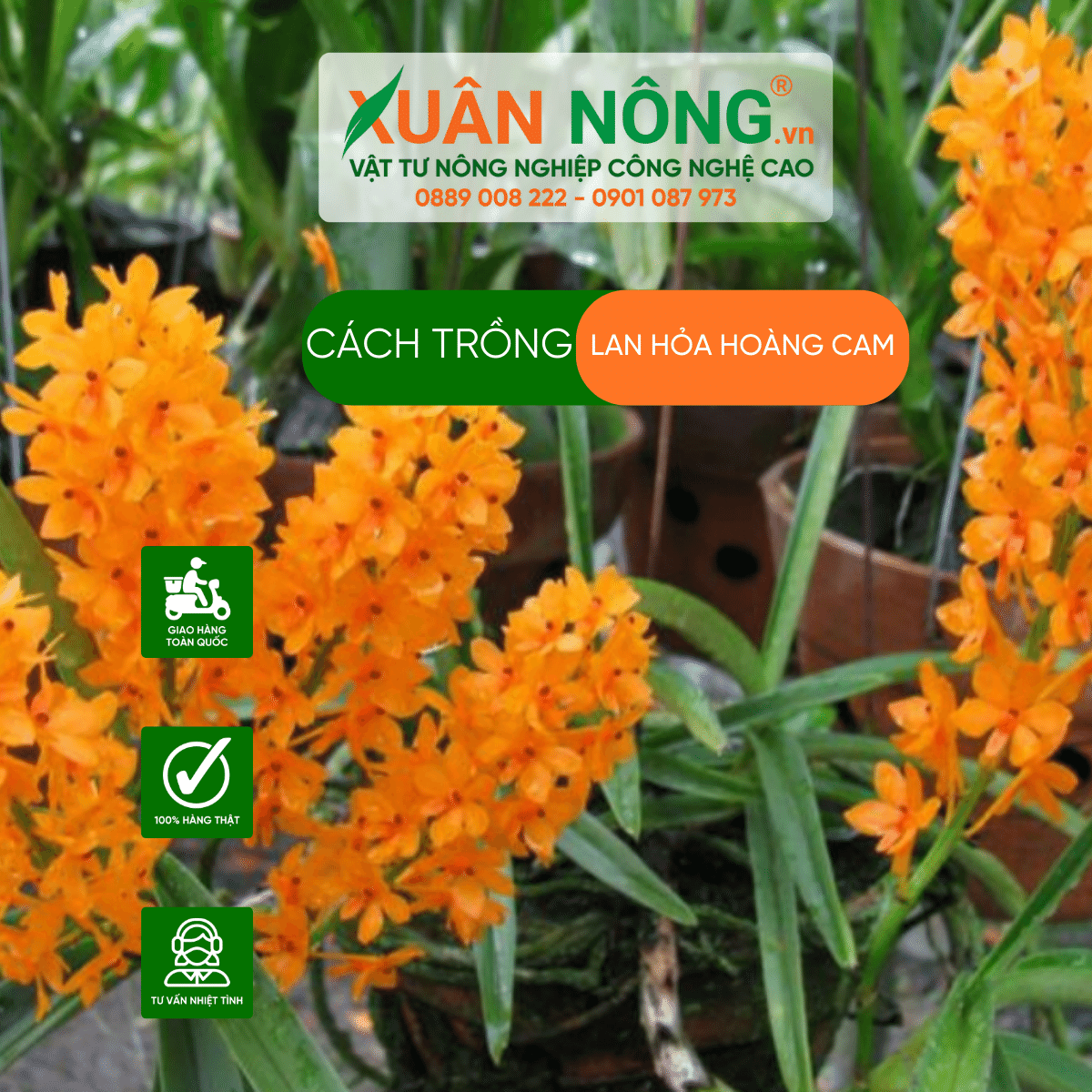 Cach-trong-lan- hoa- hoang-cam