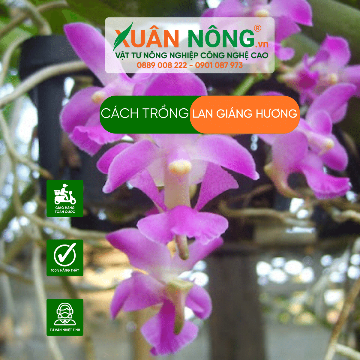 Cach-trong-lan-giang-huong 