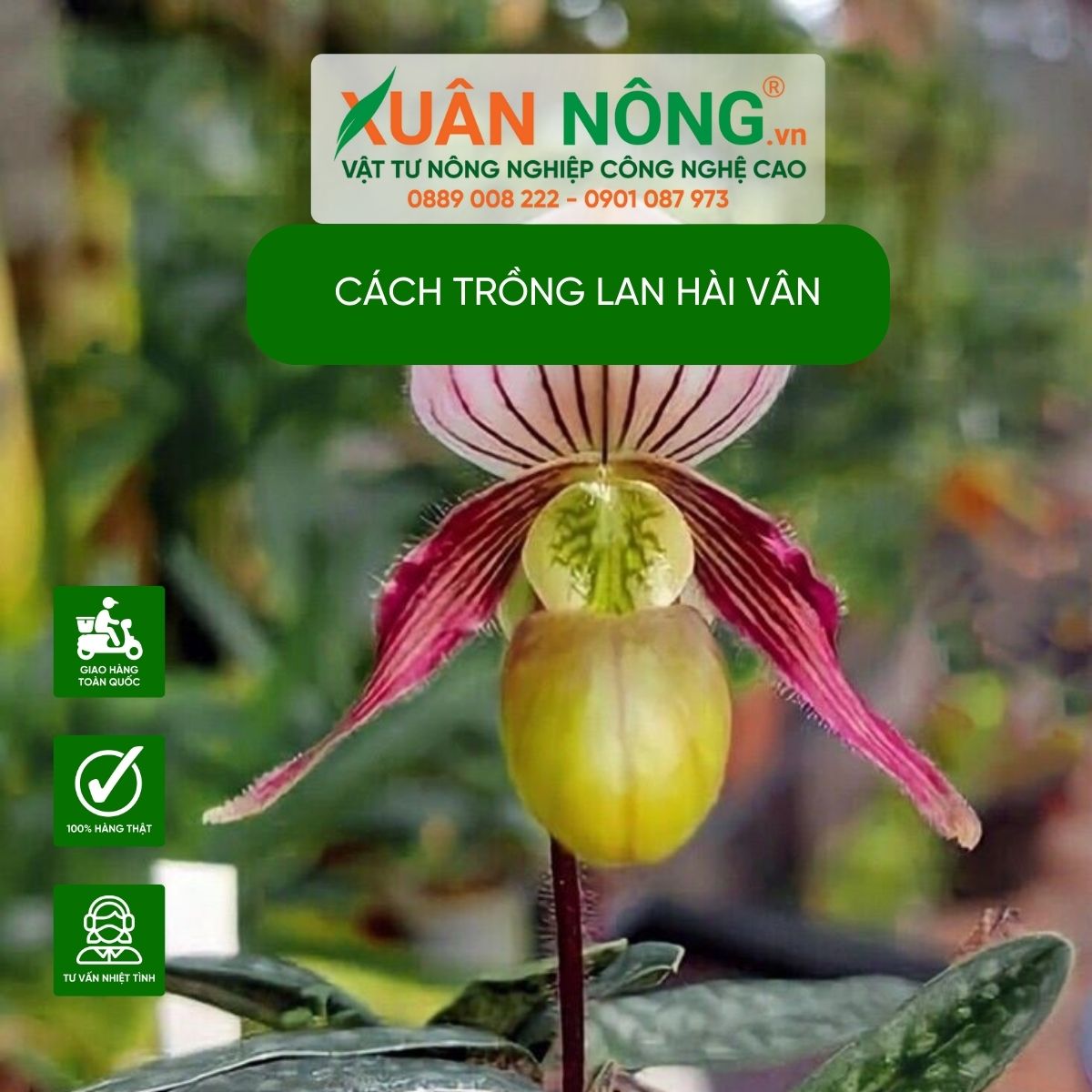 Cach-trong-lan-hai-van-nang-suat