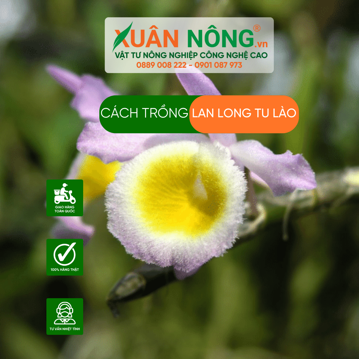 Cach-trong-lan-long-tu-lao