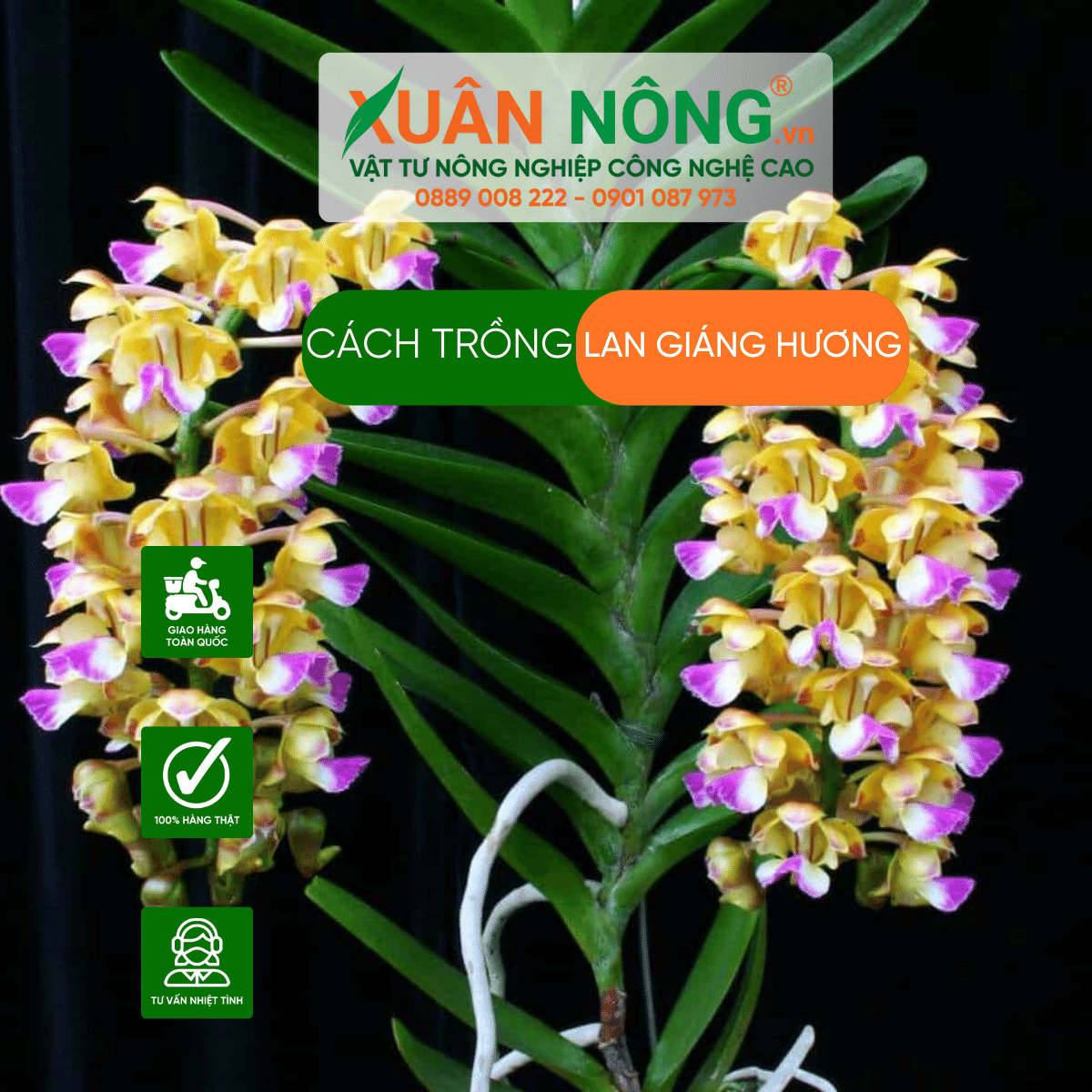 Cach -trong-lan-giang-huong