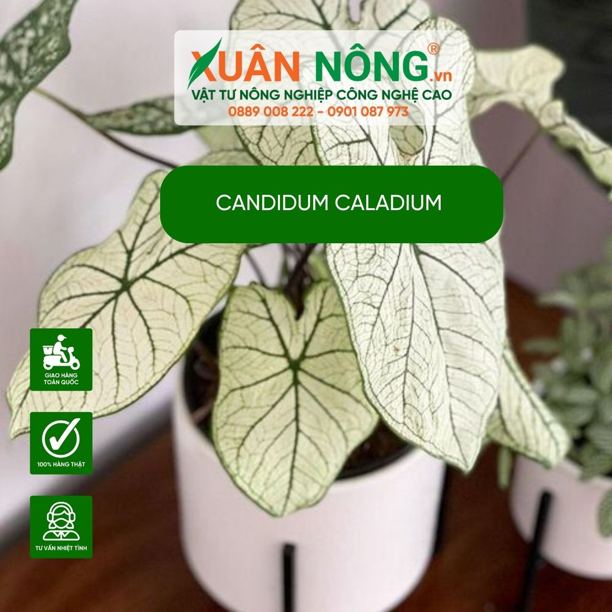 Candidum-Caladium-cach-cham-soc