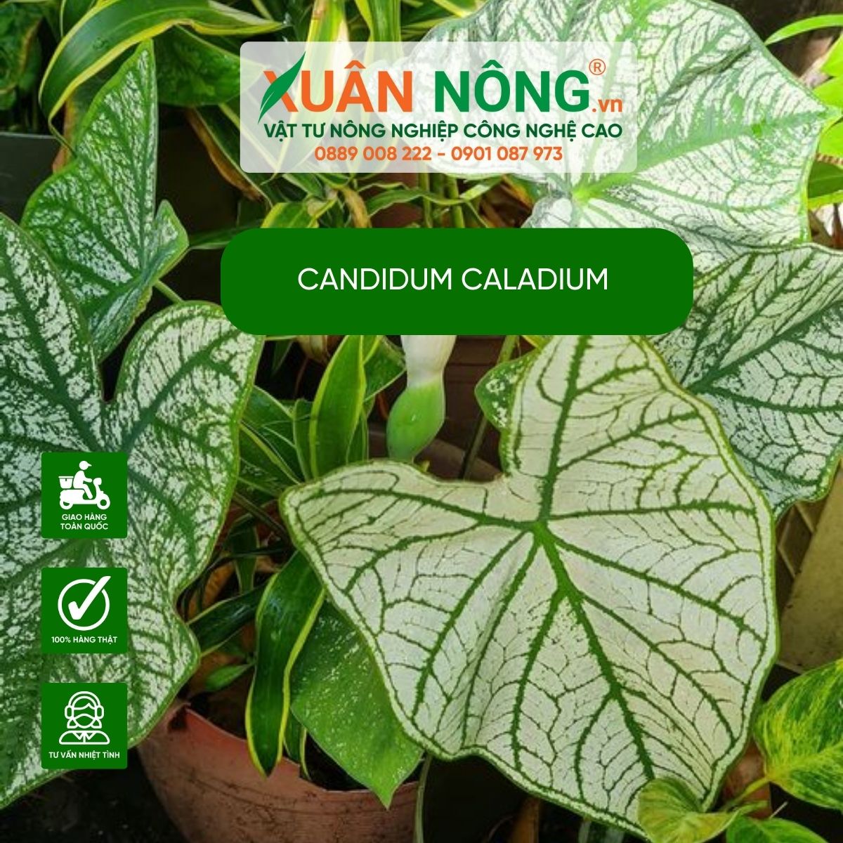 Candidum-Caladium-dac-diem