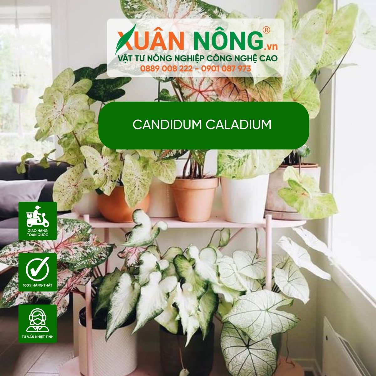 Candidum-Caladium