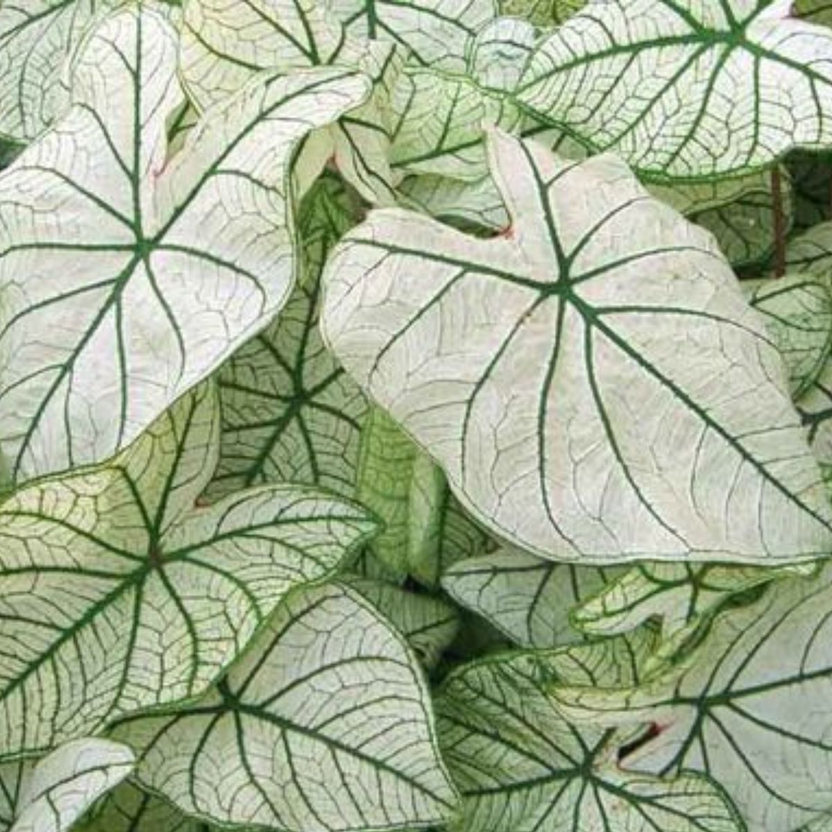 Candidum-Junior-Caladium