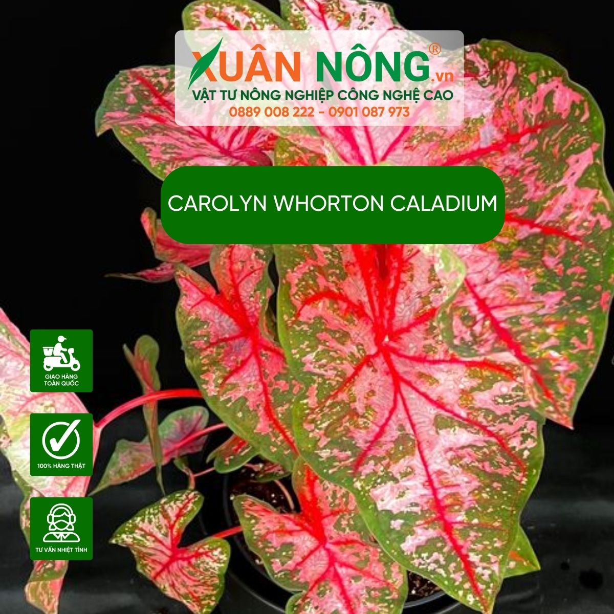 Carolyn-Whonrton-Caladium