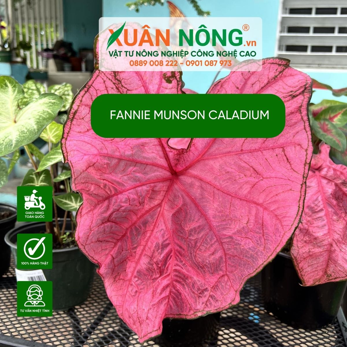 Fannie-Munson-Caladium-dac-diem