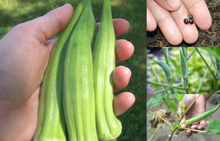 cách gieo hạt đậu bắp