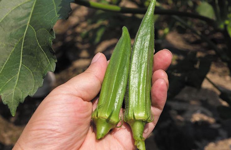 kỹ thuật trồng dậu bắp