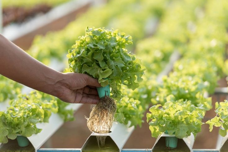 Hướng dẫn chi tiết trồng rau thủy canh tại nhà đơn giản