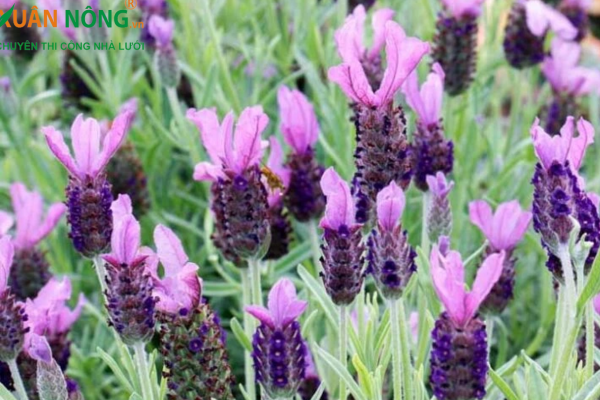 Hoa lavender rất ý nghĩa