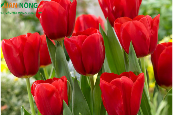 ý nghĩa ho tulip đỏ