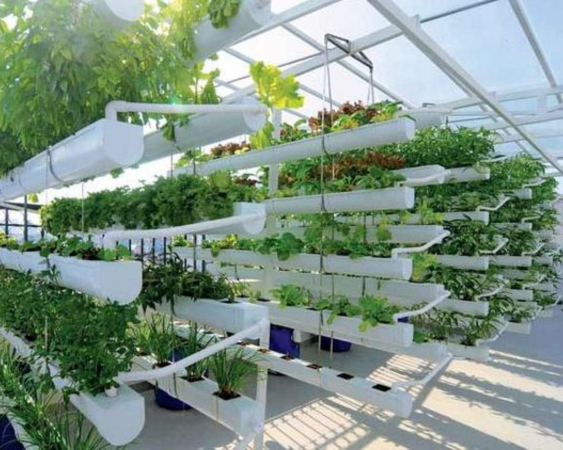 Mô hình trồng rau Aquaponic