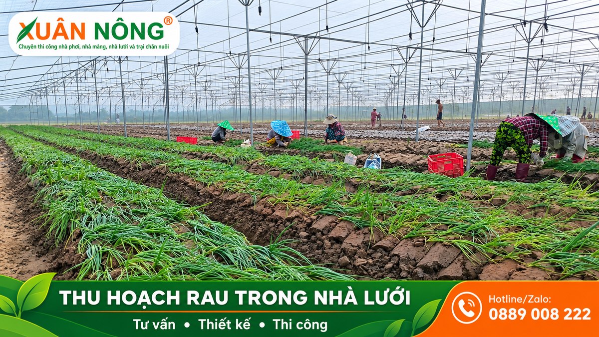 03-thu-hoach-rau-trong-nha-luoi-xuan-nong
