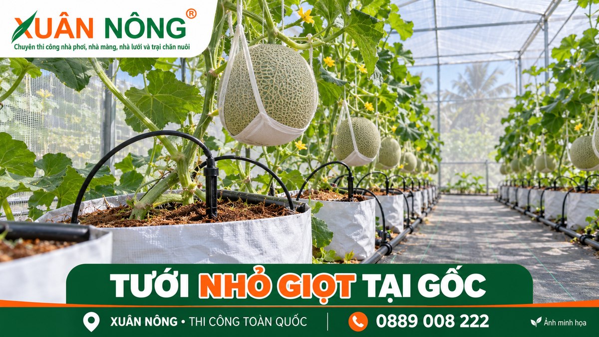 03-tuoi-nho-giot-dua-luoi