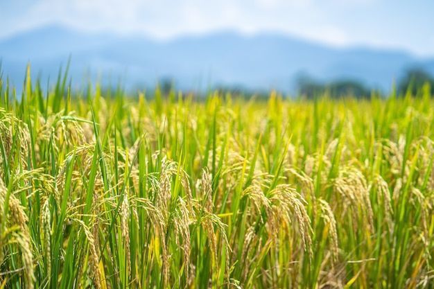 Nhu cầu dinh dưỡng, biểu hiện thiếu hụt và cách khắc phục cho lúa - Nghiên  cứu phân bón