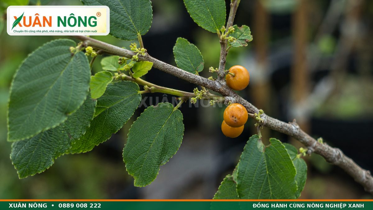 Lá nhám, vỏ thân và quả vàng của cây duối